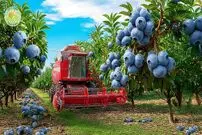 ببینید| مراحل دیدنی کاشت، برداشت و فرآوری هزاران کیلو بلوبری در آمریکا