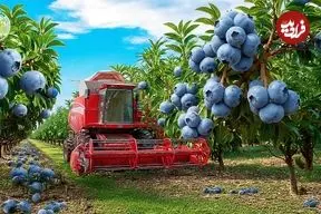 ببینید| مراحل دیدنی کاشت، برداشت و فرآوری هزاران کیلو بلوبری در آمریکا