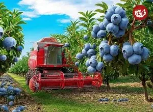 ببینید| مراحل دیدنی کاشت، برداشت و فرآوری هزاران کیلو بلوبری در آمریکا