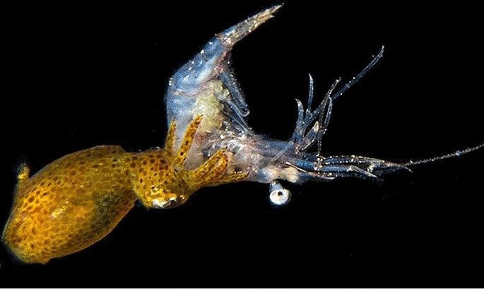(تصاویر) کشف جانور «رزمی‌کار» در آب‌های ساحلی ژاپن