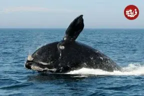 نهنگ‌ها چگونه با تغییرات اقلیم سازگار می‌شوند؟