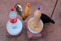(ویدئو) نحوه ساخت دانخوری و آبخوری با نوشابه پپسی و کوکا برای مرغ و خروس ها