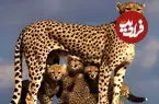 ببینید| مشاهده هلیا و توله‌هایش در یوزکنام؛ امید تازه برای یوز آسیایی و هشدار درباره جاده‌ها