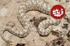 عکس| مار شگفت‌انگیزی که روی دمش عنکبوت دارد 