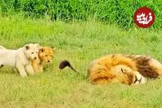 ببینید| عاقبت بازی کردن با دم شیر!