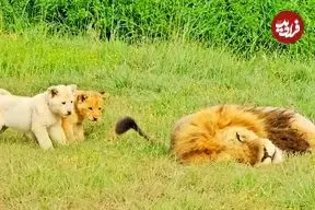 ببینید| عاقبت بازی کردن با دم شیر!