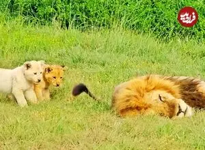 ببینید| عاقبت بازی کردن با دم شیر!