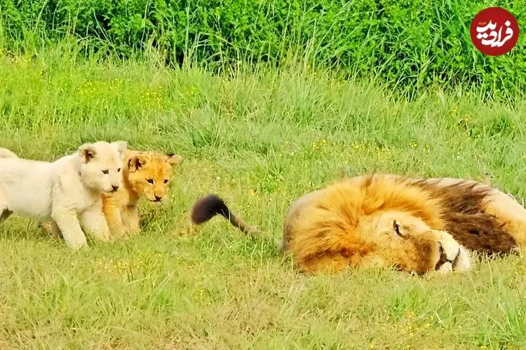 ببینید| عاقبت بازی کردن با دم شیر!