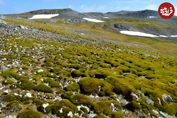 (عکس) قطب جنوب سرسبز می‌شود؛ رشد عجیب پوشش گیاهی در قطب جنوب در اثر گرمایش جهانی