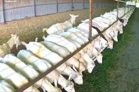 (ویدئو) فرآیند پرورش، برداشت شیر و بسته بندی گوشت هزاران بز در آمریکا
