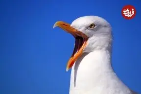 ببینید | برخورد اتفاقی توپ به مرغ دریایی در یک مسابقه فوتبال در استانبول