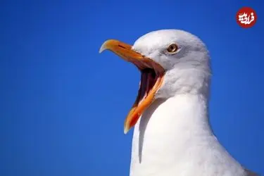 ببینید | برخورد اتفاقی توپ به مرغ دریایی در یک مسابقه فوتبال در استانبول