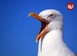 ببینید | برخورد اتفاقی توپ به مرغ دریایی در یک مسابقه فوتبال در استانبول