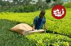 ببینید؛ مراحل دیدنی برداشت و فرآوری صدها تن برگ چای در مزارع هند 