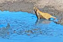 ببینید| وقتی پلنگ از آب گل آلود ماهی می گیرد!