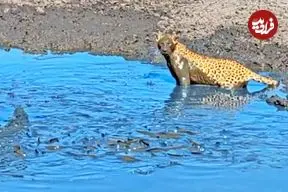 ببینید| وقتی پلنگ از آب گل آلود ماهی می گیرد!