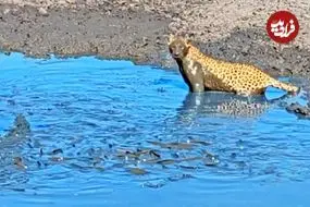 ببینید| وقتی پلنگ از آب گل آلود ماهی می گیرد!