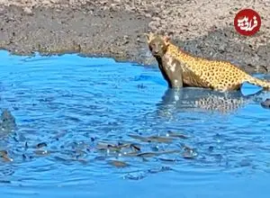 ببینید| وقتی پلنگ از آب گل آلود ماهی می گیرد!