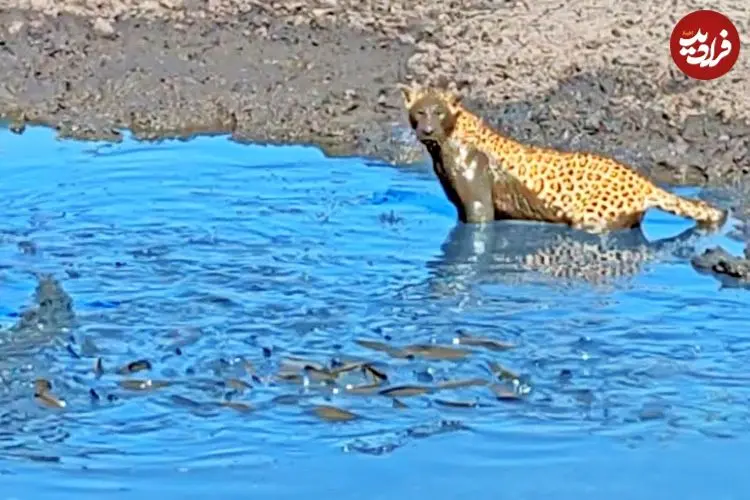 ببینید| وقتی پلنگ از آب گل آلود ماهی می گیرد!