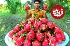 ببینید؛ غذای روستایی در هند؛ تهیه میلک شیک با دراگون فروت در طبیعت