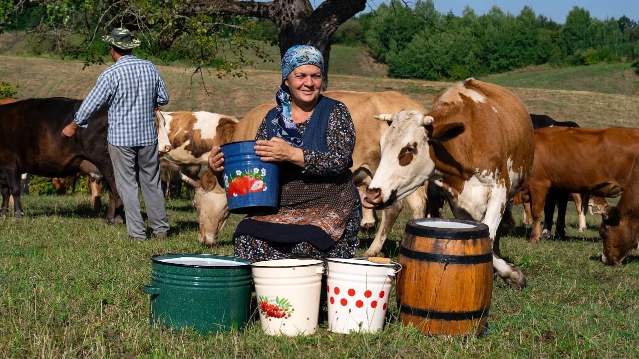(ویدئو) نحوه درست کردن پنیر خامه ای محلی با 22 کیلو شیر توسط مادربزرگ آذربایجانی