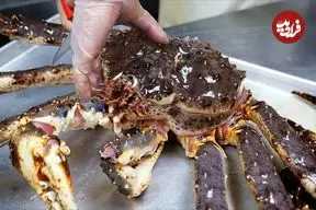 ببینید| غذای خیابانی در آمریکا؛ برنج سرخ شده با شاه خرچنگ آلاسکایی در نیویورک