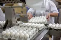 قیمت جدید تخم‌مرغ در بازار اعلام شد