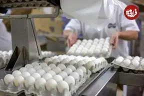 قیمت جدید تخم‌مرغ در بازار اعلام شد