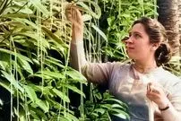 (تصاویر) ماجرای عجیب برداشت محصول از «درخت ماکارونی»