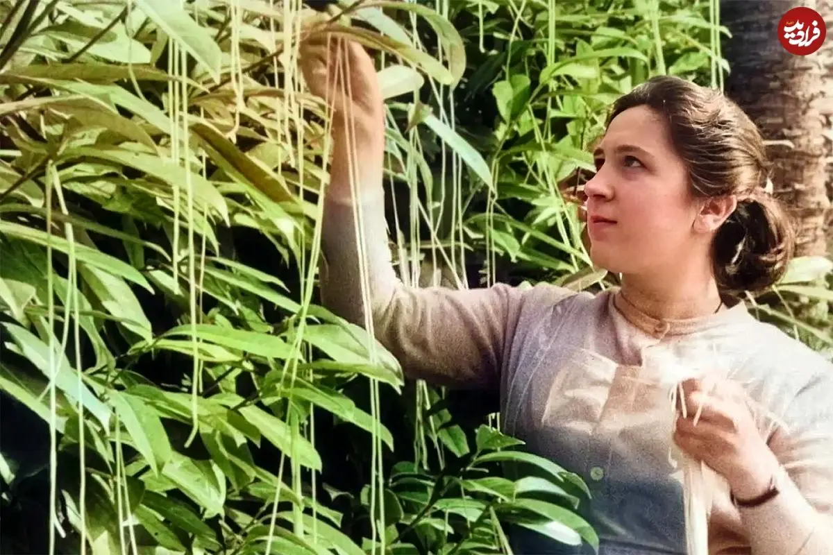 (تصاویر) ماجرای عجیب برداشت محصول از «درخت ماکارونی»