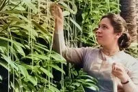 (تصاویر) ماجرای عجیب برداشت محصول از «درخت ماکارونی»