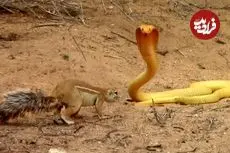 ببینید| نبرد شجاعانه «سنجاب» با «مار کبرا» برای محافظت از توله هایش