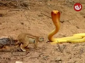 ببینید| نبرد شجاعانه «سنجاب» با «مار کبرا» برای محافظت از توله هایش