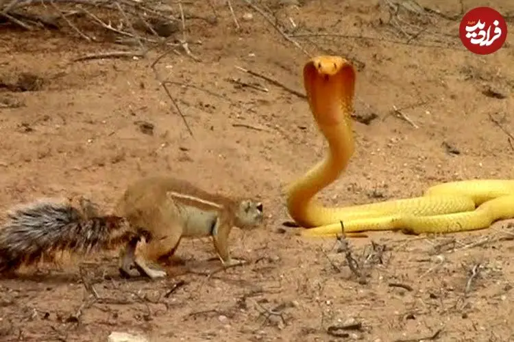 ببینید| نبرد شجاعانه «سنجاب» با «مار کبرا» برای محافظت از توله هایش