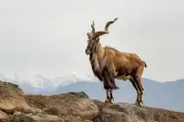 چرا «مارخور پاکستانی» رویای شکارچیان جهان است؟