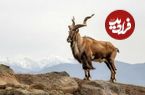 چرا «مارخور پاکستانی» رویای شکارچیان جهان است؟