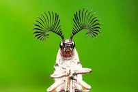 ببینید| ۱۰ گونه سوسک بسیار عجیب و غیرمعمول که در طبیعت پیدا شده‌اند