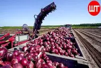 ببینید| چگونه آمریکایی ها هزاران تن پیاز را کشت، برداشت و فرآوری می کنند؟