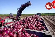 ببینید| چگونه آمریکایی ها هزاران تن پیاز را کشت، برداشت و فرآوری می کنند؟