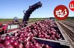 ببینید| چگونه آمریکایی ها هزاران تن پیاز را کشت، برداشت و فرآوری می کنند؟