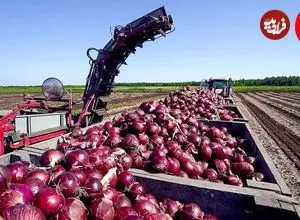 ببینید| چگونه آمریکایی ها هزاران تن پیاز را کشت، برداشت و فرآوری می کنند؟