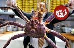 ببینید؛ غذای خیابانی در آمریکا؛ پخت غذاهای محبوب با شاه خرچنگ آلاسکایی در نیویورک