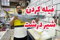 (ویدئو) نکات مهم فیله کردن ماهی شیر جنوب که شما را به مرحله استادی می رساند