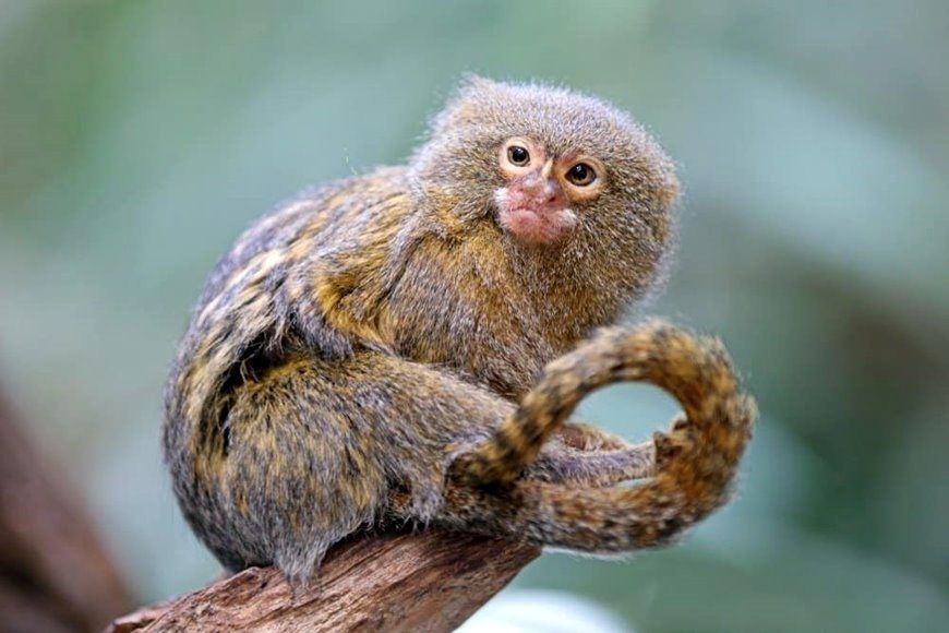 (ویدئو) صحنه ای باورنکردنی از مقایسه اندازه کوچکترین میمون جهان با یک حشره