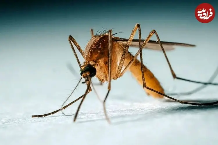 با کوچک شدن جنگل‌های آتلانتیک، اشتهای پشه‌های برزیلی به خون انسان بیشتر می‌شود