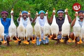 ببینید| غذای روستایی در هند؛ پخت خوراک سنتی با 10 اردک در طبیعت روستا