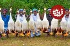 ببینید| غذای روستایی در هند؛ پخت خوراک سنتی با 10 اردک در طبیعت روستا