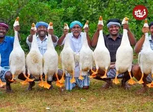 ببینید| غذای روستایی در هند؛ پخت خوراک سنتی با 10 اردک در طبیعت روستا