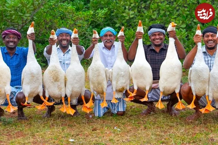 ببینید| غذای روستایی در هند؛ پخت خوراک سنتی با 10 اردک در طبیعت روستا