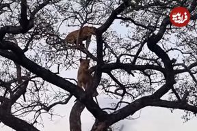 ببینید| درگیری شیر با پلنگ روی شاخه‌های درخت